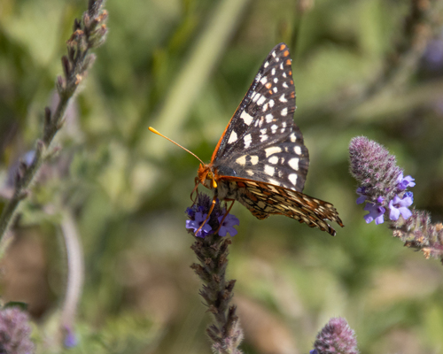 iNaturalist observation photo of Variable Checkerspot