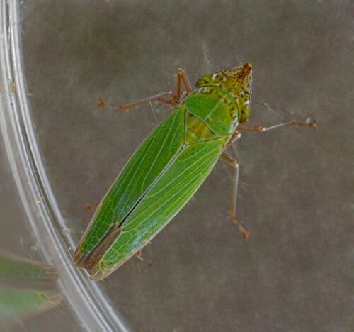 Draeculacephala image