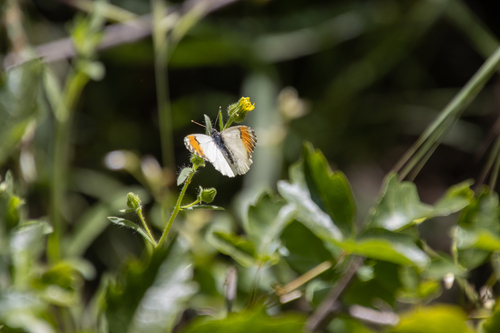 iNaturalist observation photo of Sara Orangetip