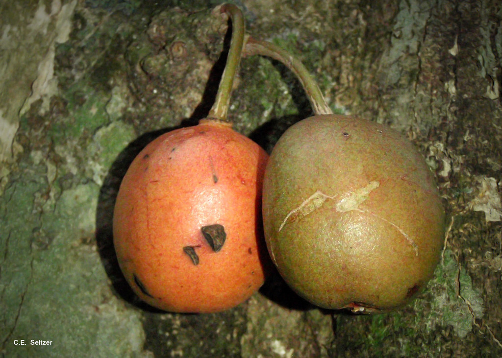 Drypetes usambarica