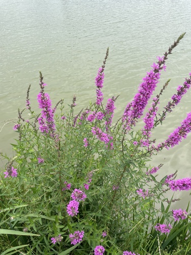 purple loosestrife