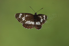 Neptis rivularis