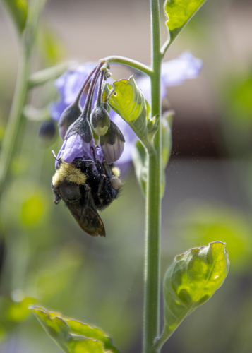 iNaturalist observation photo of Pyrobombus