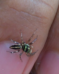 Salticidae