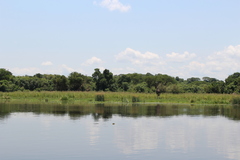 Giraffa camelopardalis rothschildi