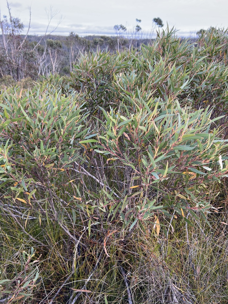 Eucalyptus laophila 3