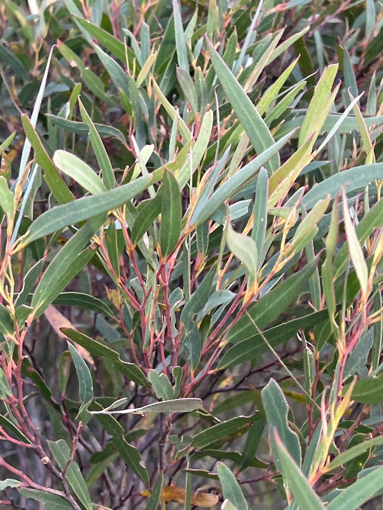 Eucalyptus laophila 4