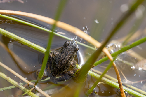 iNaturalist observation photo of Pacific chorus frog
