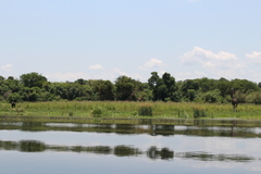 Giraffa camelopardalis rothschildi