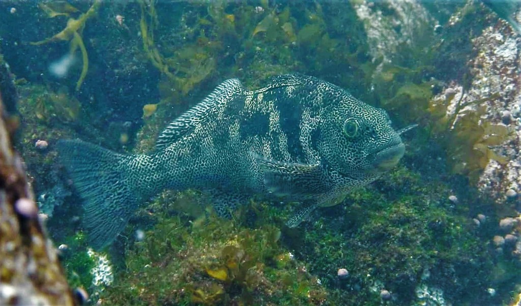 Zamba Marblefish