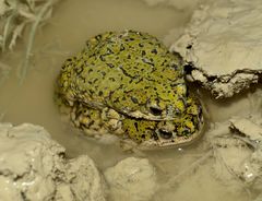 Anaxyrus debilis