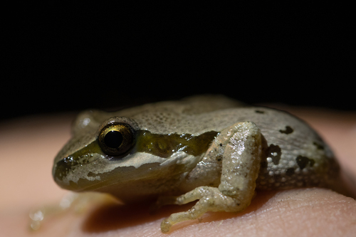 iNaturalist observation photo of Pacific chorus frog