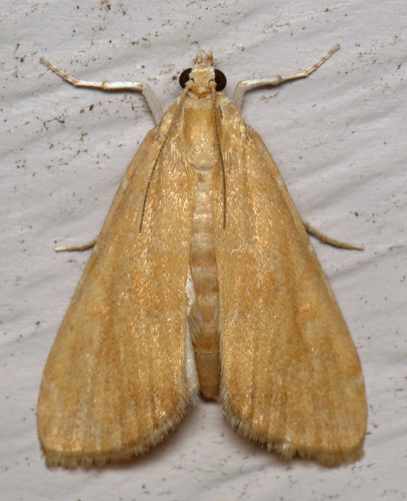 Waterlily Borer Moth