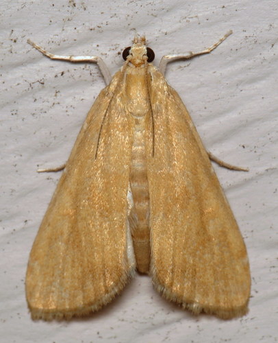 Waterlily Borer Moth