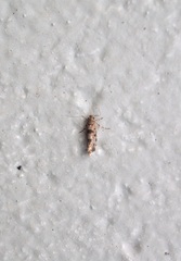 Parochmastis hilderi