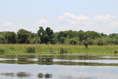 Giraffa camelopardalis rothschildi