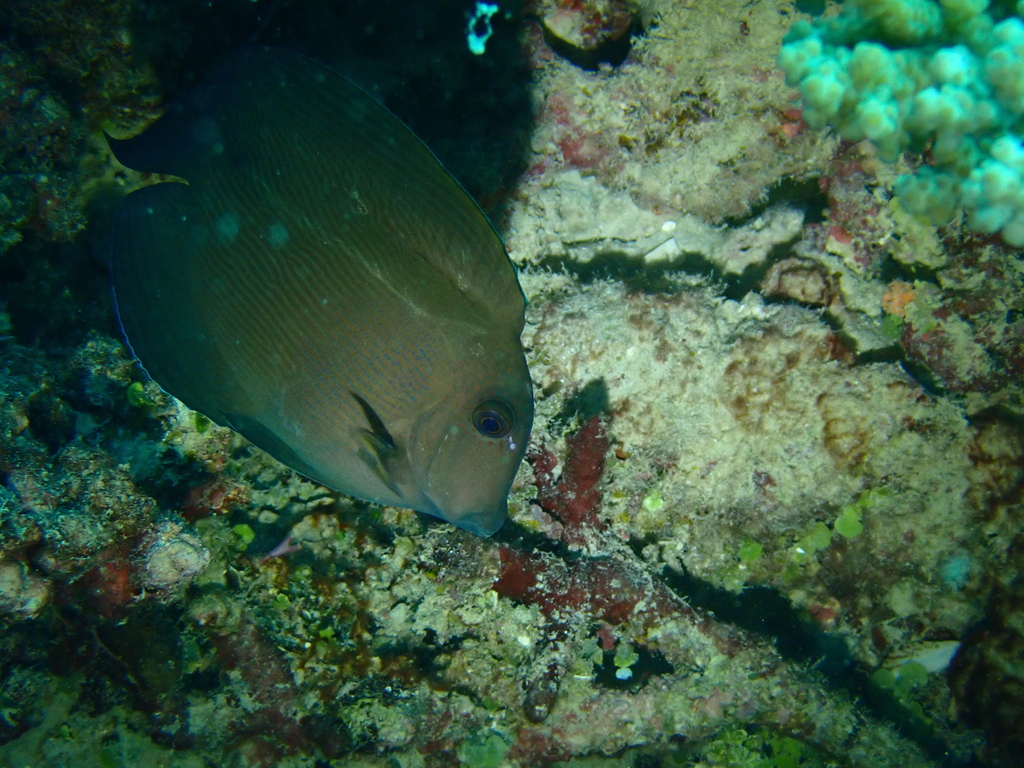 Striped Bristletooth