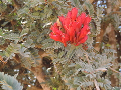 Schotia afra afra