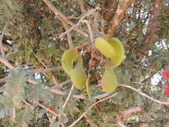 Schotia afra afra