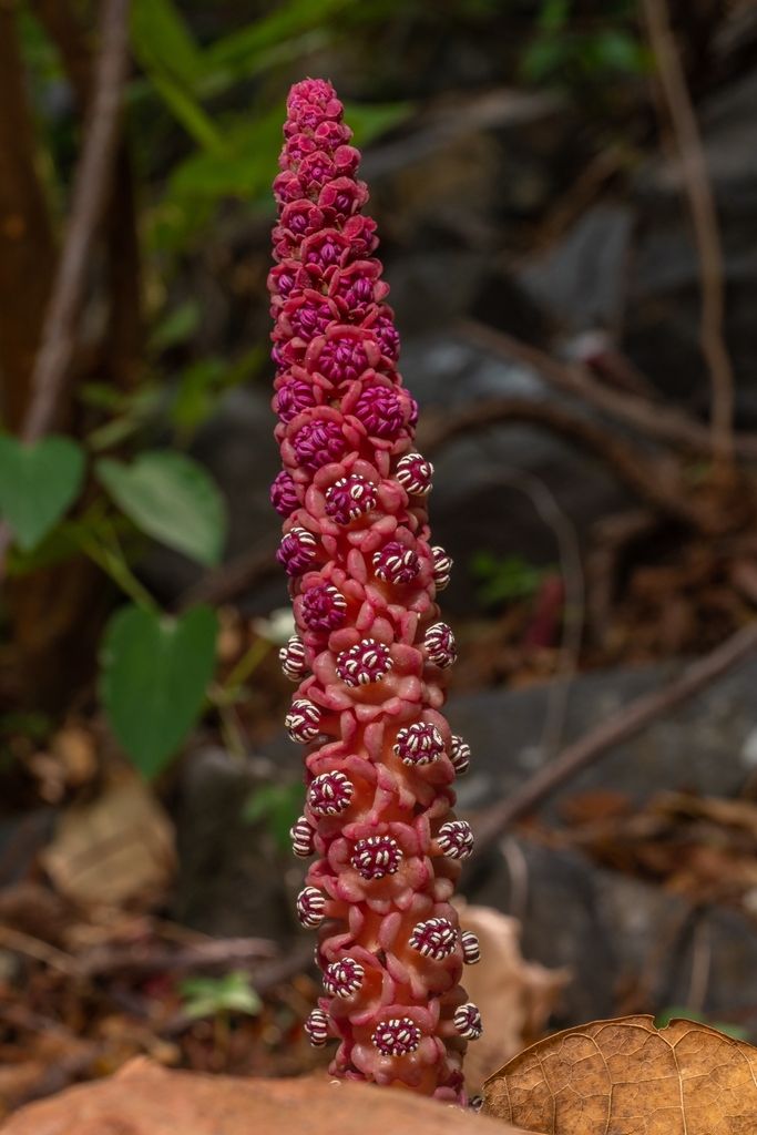 Bdallophytum andrieuxii