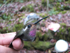 Lampornis amethystinus