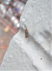 Parochmastis hilderi