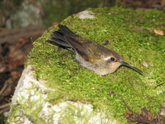 Lampornis amethystinus