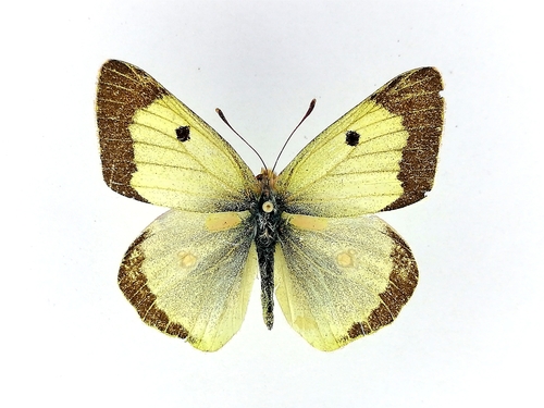 Colias chlorocoma