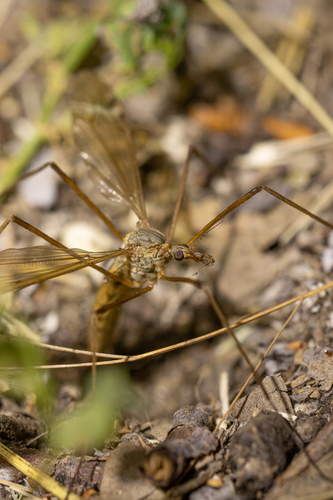 iNaturalist observation photo of Common Crane Flies