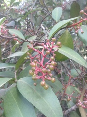 Ardisia compressa