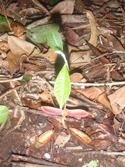 Aningeria adolfi-friederici image