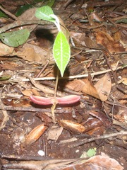 Image of Aningeria adolfi-friederici