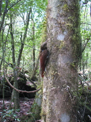 Lepidocolaptes affinis