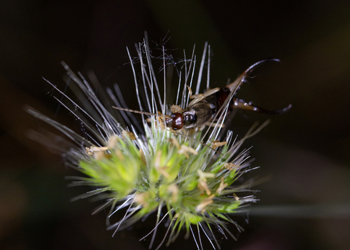 iNaturalist observation photo of Western Earwig