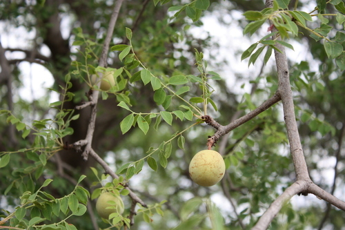 marula