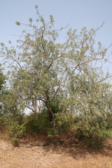 Sclerocarya birrea