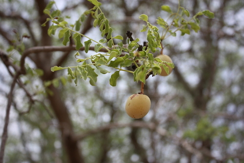 marula