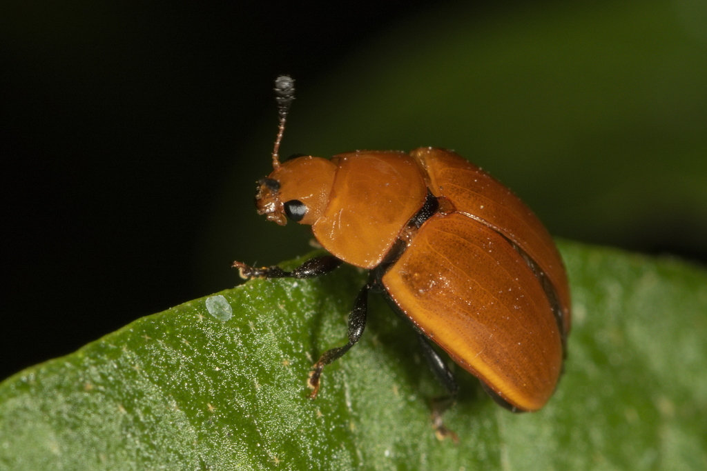 Mycomystes nigriventris