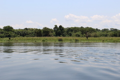 Giraffa camelopardalis rothschildi