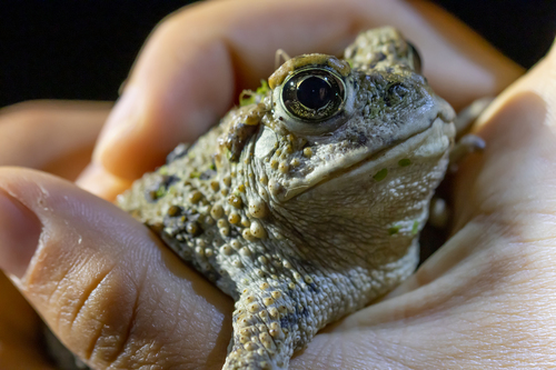 iNaturalist observation photo of Western Toad