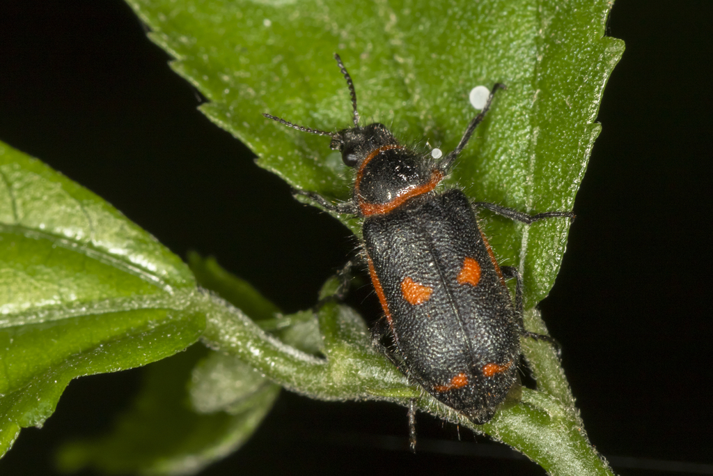 Astylus cyanerythrus
