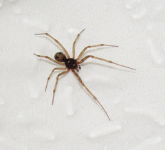 Steatoda