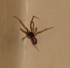Steatoda