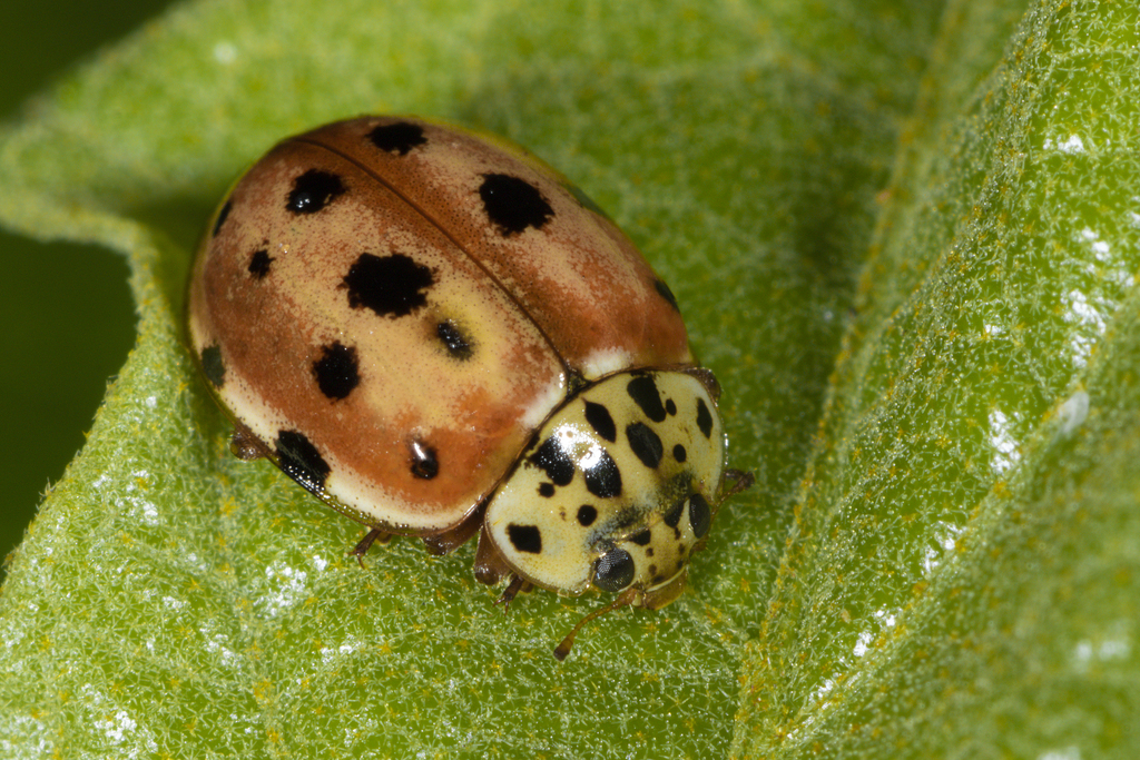 Cream-streaked Ladybird