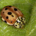 Cream-streaked Ladybird - Photo (c) Gustavo Masuzzo, some rights reserved (CC BY)