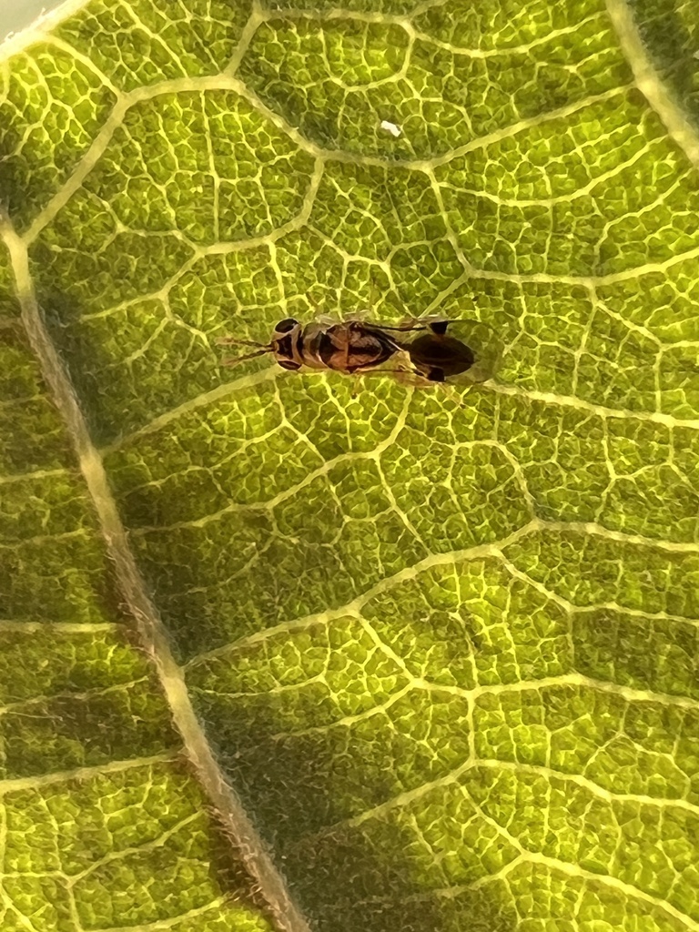 Sycophila quercilanae