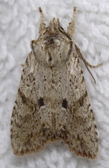 Lithophane patefacta