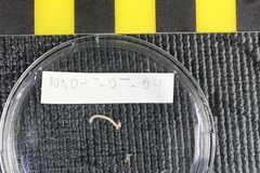 Solenogastres