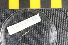Solenogastres
