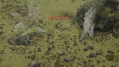 Solenogastres